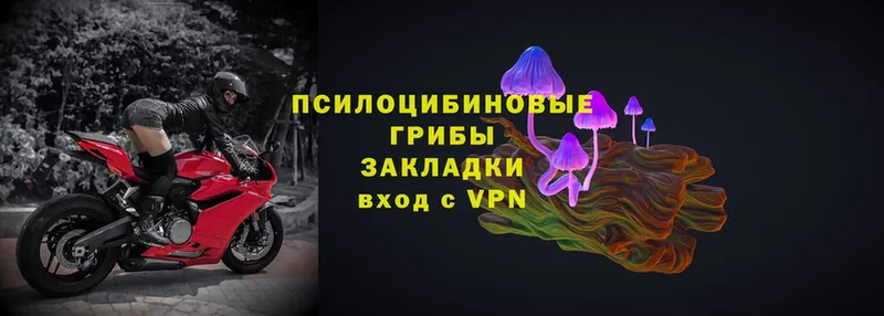 закладка  Катав-Ивановск  Галлюциногенные грибы Psilocybe 